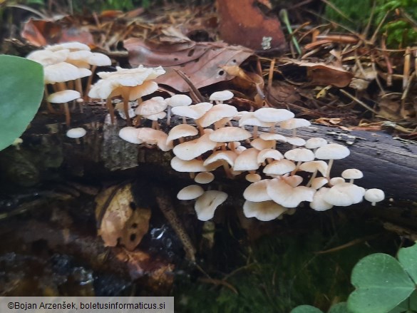 Collybiopsis ramealis