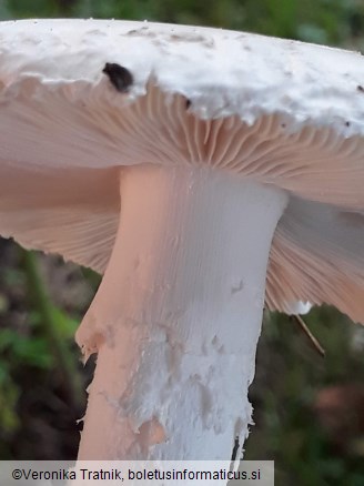 Amanita strobiliformis