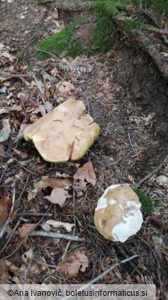 Butyriboletus appendiculatus