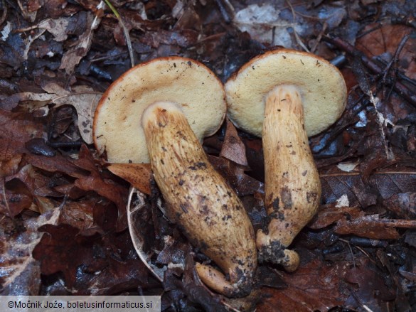 Aureoboletus moravicus