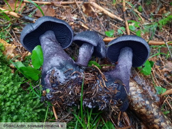 Cortinarius hercynicus