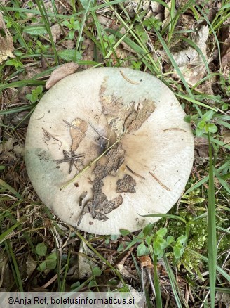 Russula medullata