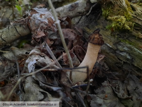 Morchella semilibera