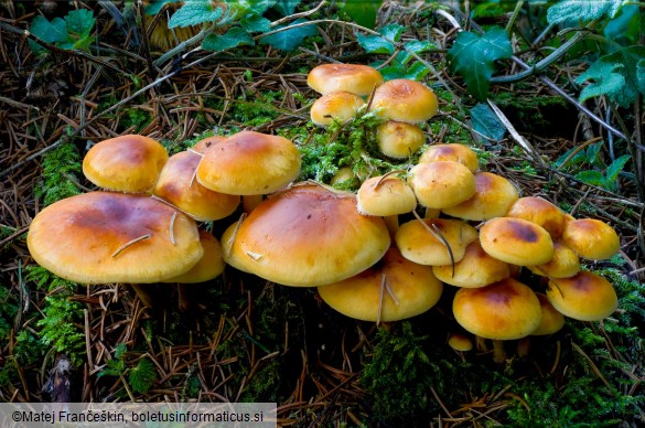 Flammulina elastica
