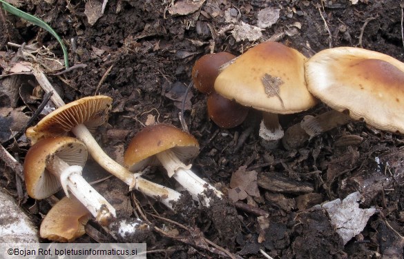 Conocybe aporos