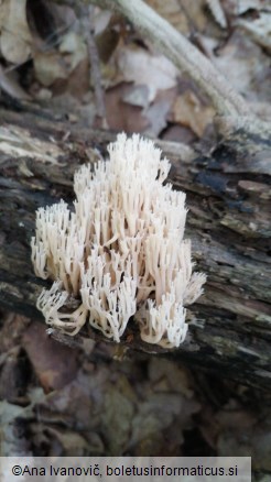 Artomyces pyxidatus