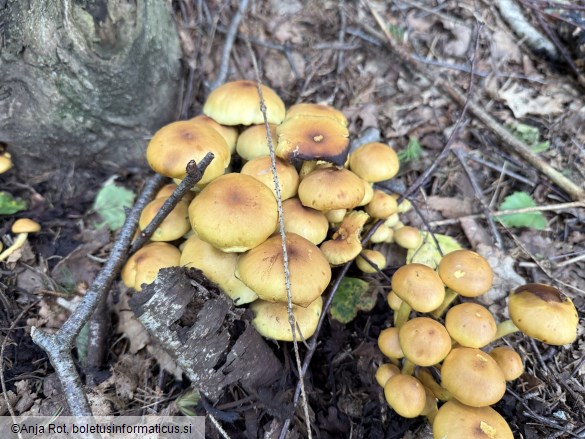 Hypholoma fasciculare