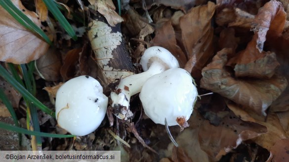 Hygrophorus eburneus