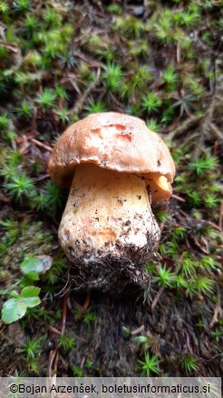 Butyriboletus subappendiculatus