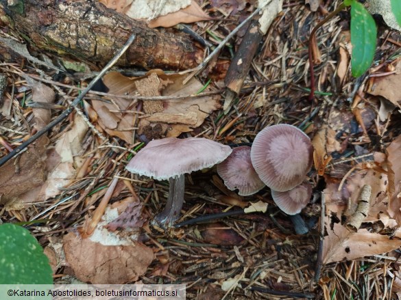 Mycena pura