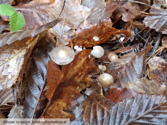 Strobilurus esculentus