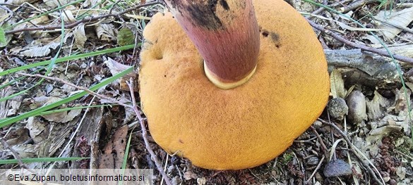 Neoboletus xanthopus