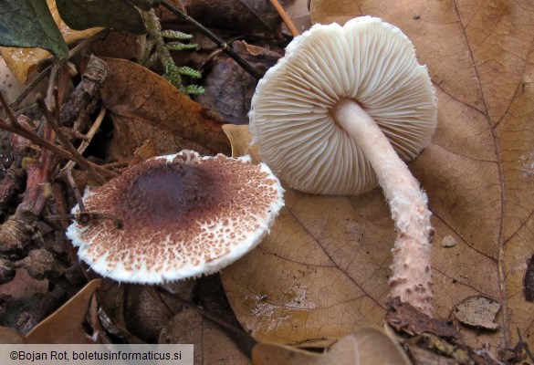 Lepiota echinella