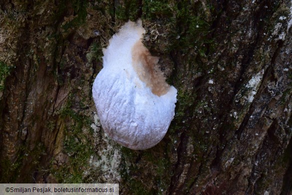 Reticularia lycoperdon