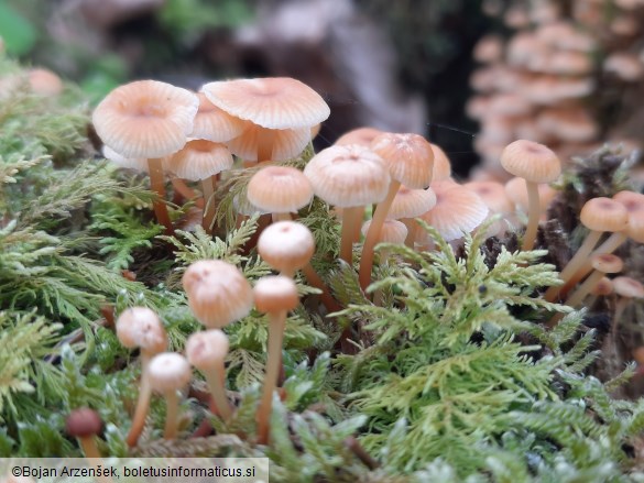 Xeromphalina campanella