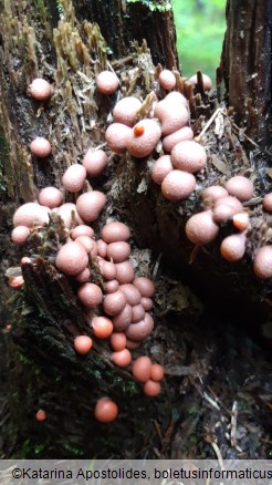 Lycogala epidendrum