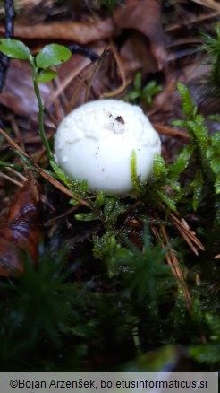 Amanita citrina