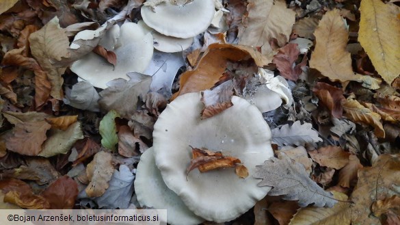 Clitocybe nebularis