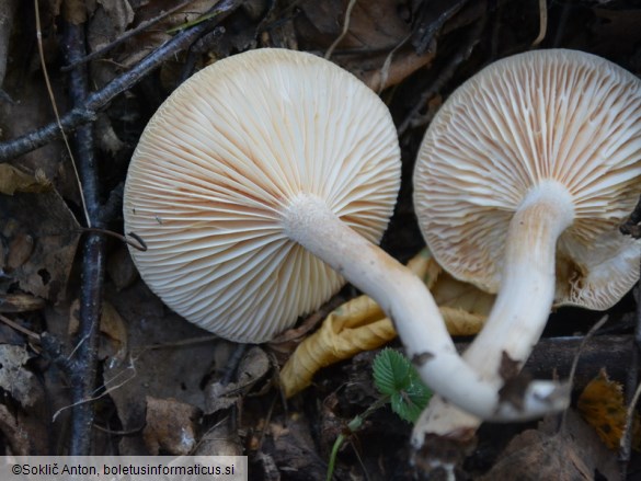 Hygrophorus hedrychii