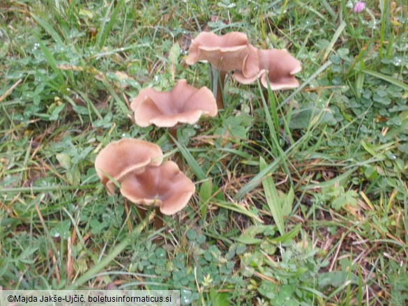 Pseudoclitocybe cyathiformis