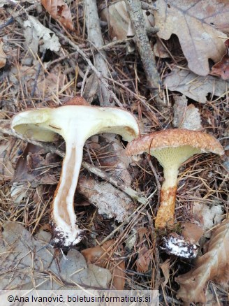 Suillus grevillei