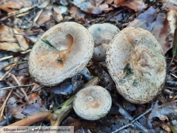 Lactarius quieticolor