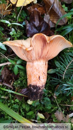 Lactarius salmonicolor