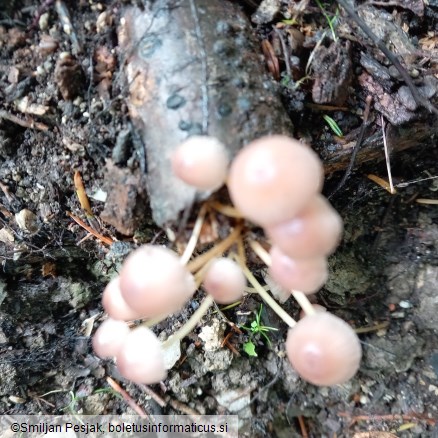 Mycena renati