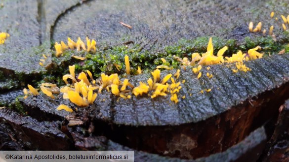 Calocera cornea