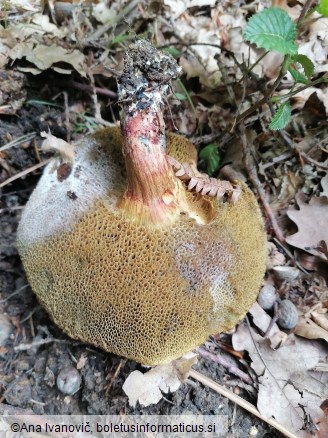 Xerocomellus chrysenteron