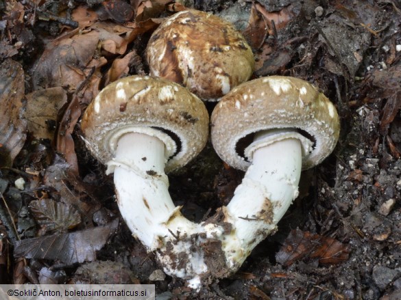 Agaricus subperonatus