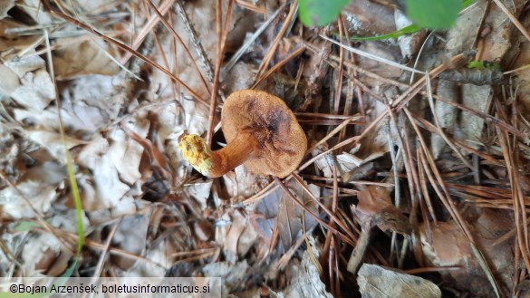 Chalciporus piperatus