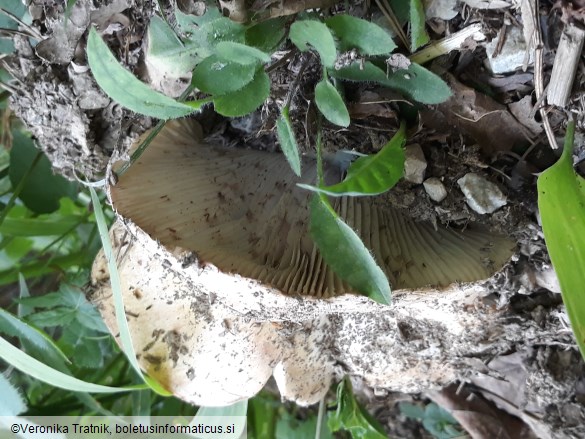 Russula delica