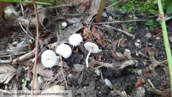 Cystolepiota seminuda