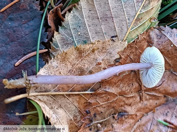 Mycena luteovariegata