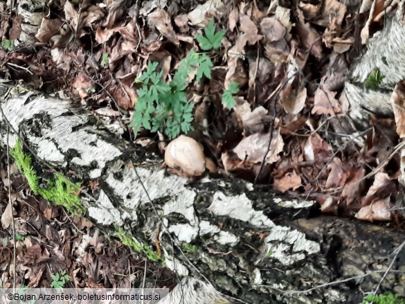 Piptoporus betulinus