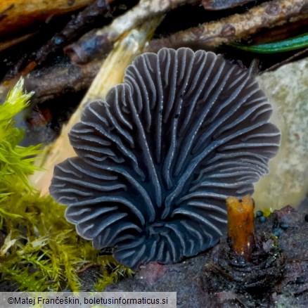 Resupinatus alboniger