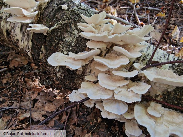 Trametes pubescens