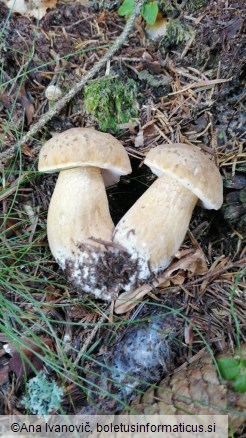 Tylopilus felleus