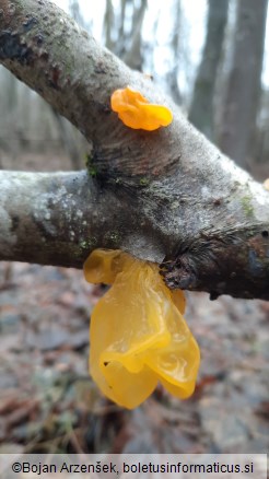 Tremella mesenterica