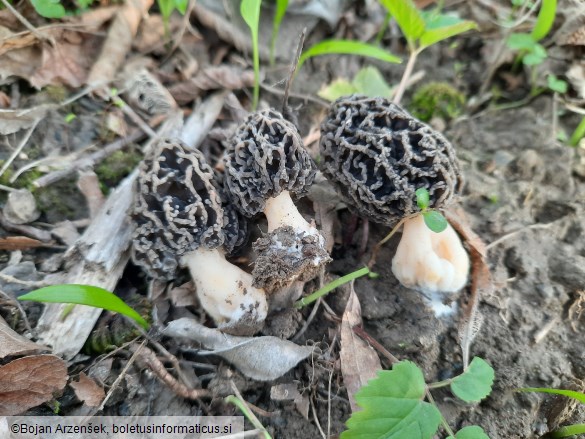 Morchella vulgaris