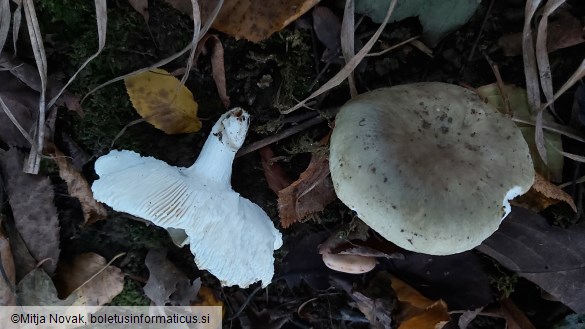 Russula heterophylla