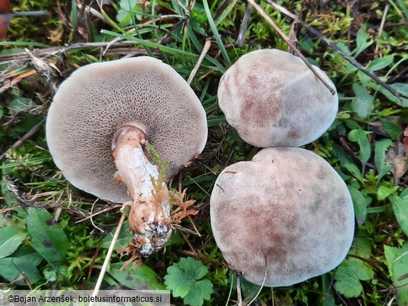 Suillus viscidus