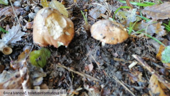 Suillus luteus