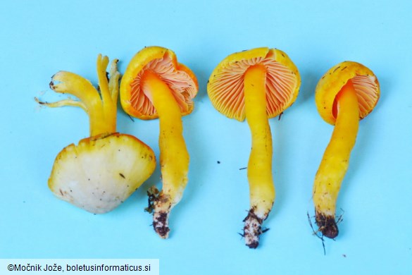 Hygrocybe quieta