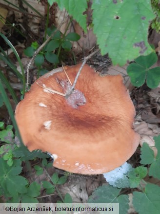 Lactifluus volemus