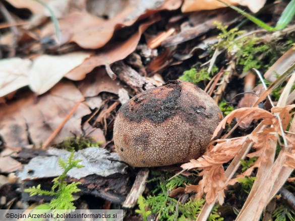 Elaphomyces granulatus