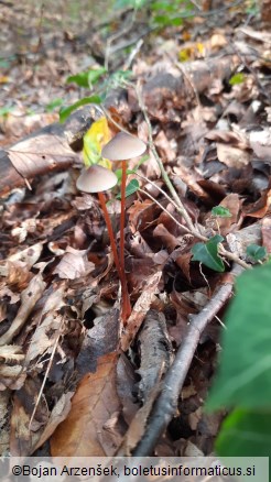 Mycena crocata