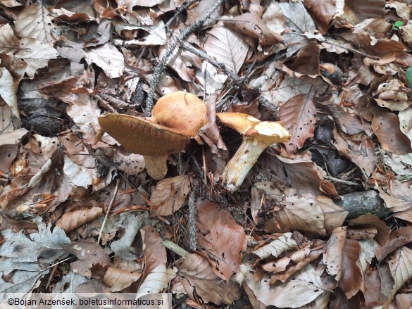 Suillus grevillei