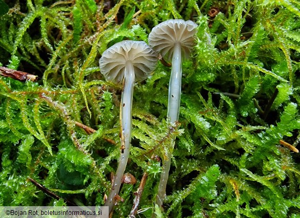 Mycena vulgaris